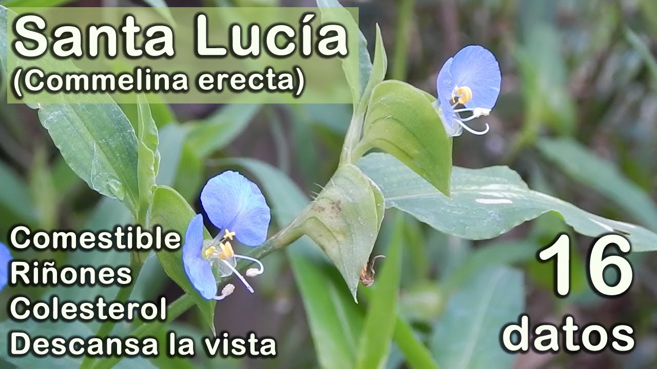 16 datos sobre la santa lucía (commelina erecta)