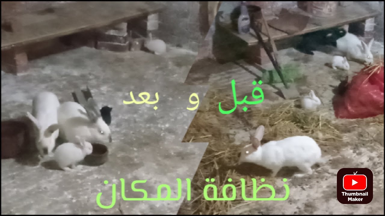 طريقتى فى تنظيف مكان تربية الأرانب #My way to clean the rabbit breeding place#farm rabbits