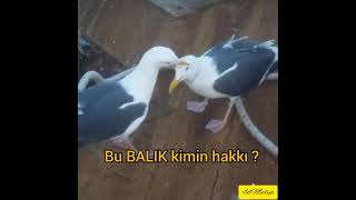 Avrupa Kafir Zalimleri Ya Da Asya Münafıkları Bu Takdiği Uyguluyorlar