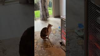 My cat loves watching tv #catvideos #cat #funny #yourcat #cute #funnycute #catblogger #funniestvideo