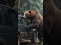 Bear Attack Shock – Man Escapes SUV Seconds Before Impact 🐻🚙 #usa #wildlife #wildanimals #america