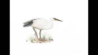 Zoo Ty 2 Park Prehistoryczny Prehistoric Park