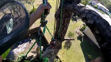 (RAW) small pine tree removal . speedline . rigging . Teaching .