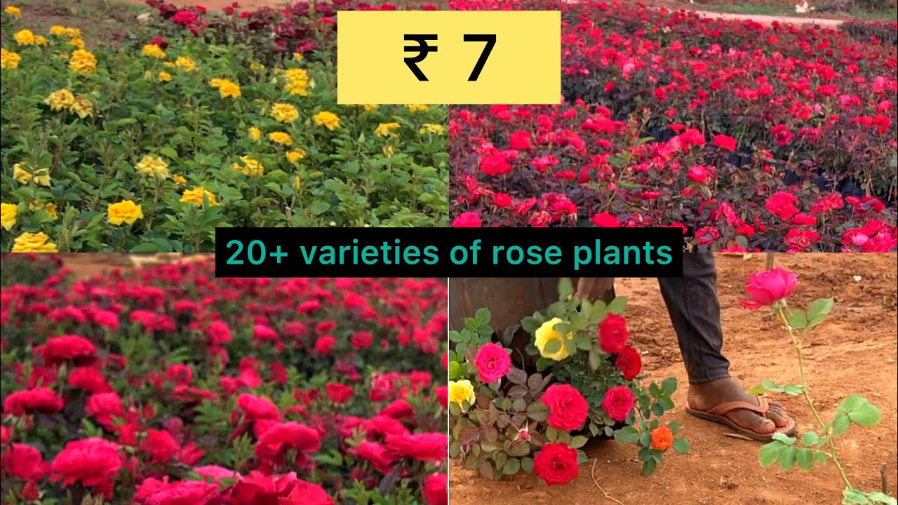 7 rose plants | Nursery visit | Bangalore | location mentioned # ...