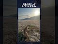 神々しいワンコが面白すぎるwww