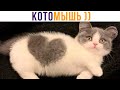 КОТОМЫШЬ? МЫШЕКОТ?))) Приколы с котами | Мемозг 825