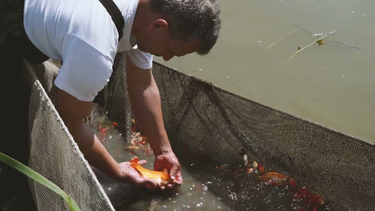 Azienda Ittica Frabetti Christian - Allevamento pesci rossi, Emilia Romagna