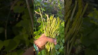 Yabani Kuşkonmaz Şen