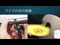 山ぶどう