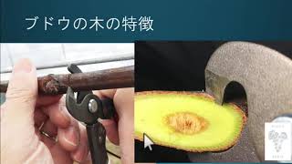 山ぶどう