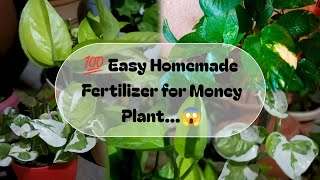 Homemade Secret Fertilizer For Money Plant | 💯 Best Results 🌱 | Grow Money Plant With Homemade Tips🌱