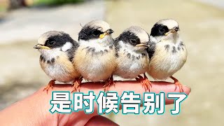 [Complete Collection of Rescue Little Panda Birds] The fastflying bird was accidentally rescued an