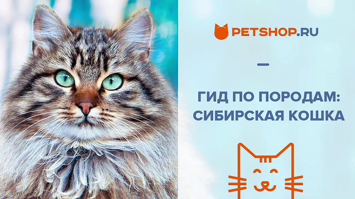 Video 11848431: siberian cat breed, royal canin cat