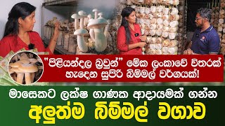 මාසෙකට ලක්ෂ ගාණක ආදායමක් එන අලුත් බිම්මල් වගාව | New Mushroom Variety Only Available in Sri Lanka ??