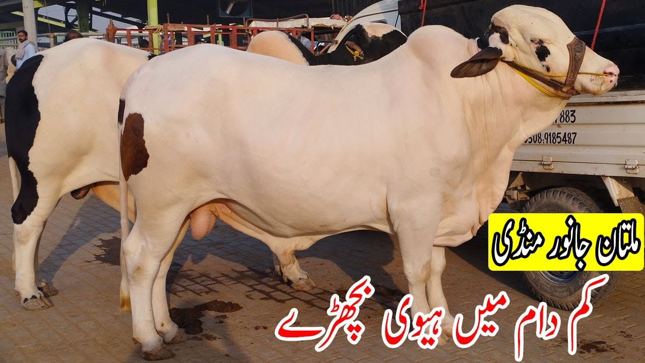 Мултанская корова Манди 2025 🐂 | Красивые быки и коровы по низким ценам | Обновление Манди