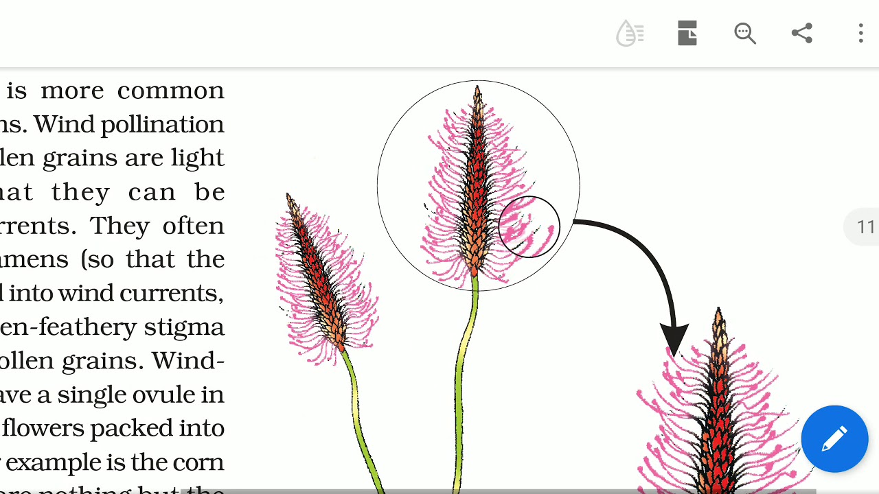Pollination, Kinds of pollination, adaptations of flowers YouTube