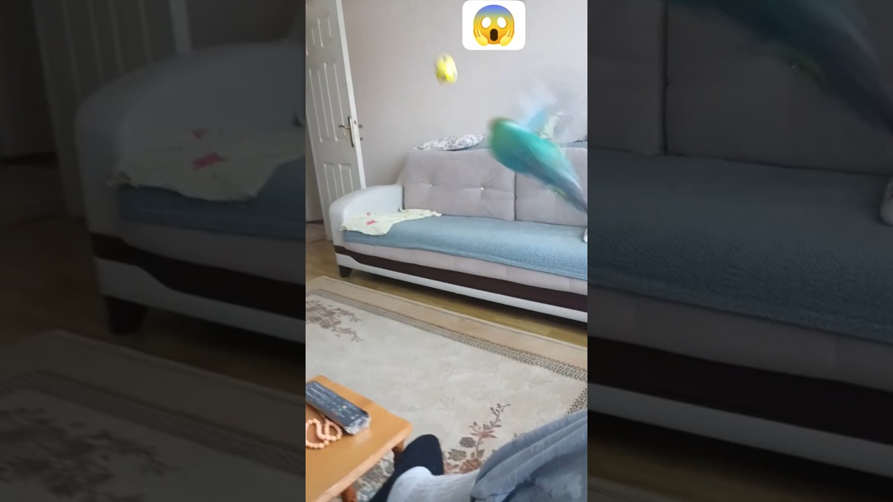 Muhabbet Kuşu Oyun #birds #talkingparot #parrot #blackfacebudgie #muhabbetkuşu #parrot