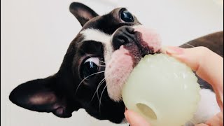 Hold this for me please while I chew! 😆 by Poppy the Boston Terrier  695 views 5 months ago 52 seconds