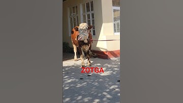 ZOTGA ☎️938490555