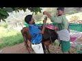 Bovine ketosis #drveera #cow #veterinary