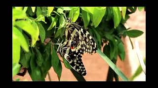 Butterfly wedding