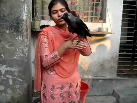 Kamini The Talking Crow from Rajshahi