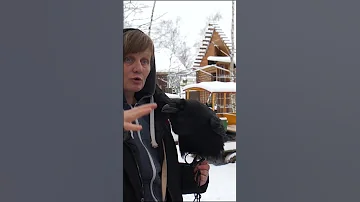 Как говорит Карлуша! Говорящий ворон звезда интернета