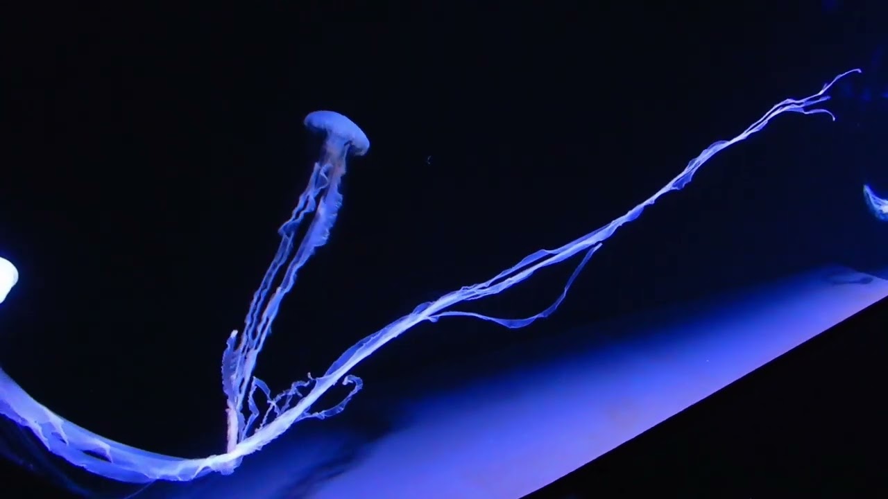 サンシャイン水族館　クラゲ