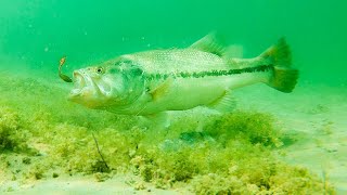How To Catch Bass With Plastic Worms! **INSANE UNDERWATER FOOTAGE** screenshot 5