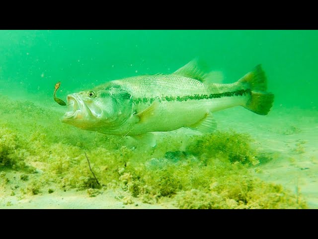 How Fish React To Different Lures **Underwater Bite Footage** 