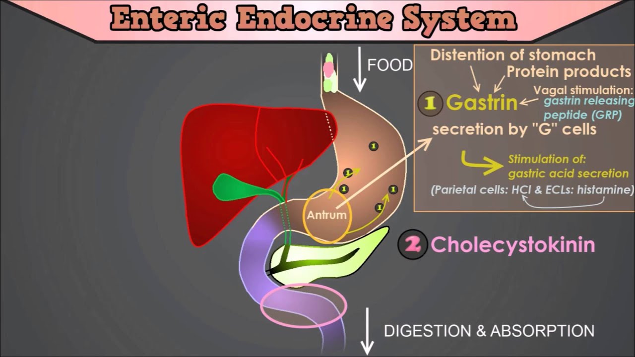 Control of the GI Tract: The roles of Gastrin, CCK, Secretin, Motilin