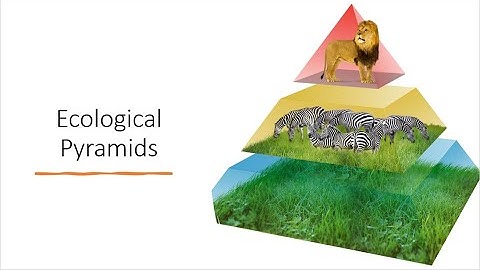 Ecological Pyramids