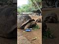 Giant Tortoises & Sacred Lakes! 🐢 Day 3 in Mauritius: Grand Bassin to La Vanille #travel