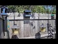 Bird Feeder Cam - Oklahoma