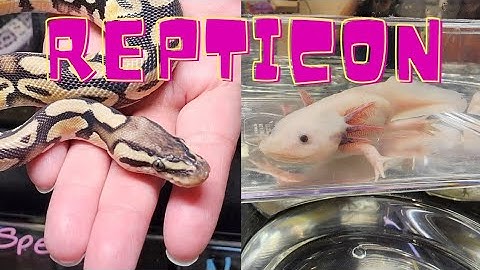 My first REPTICON! Axolotls, Tortoises, and Snakes, oh my!