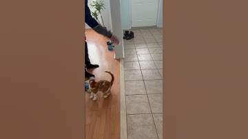 Cat likes to play fetch