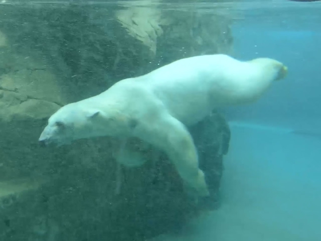 e♡♡♡ カモ トラ シロクマ 外道の歌」カモとトラに粛清された外道たちの過去に迫る