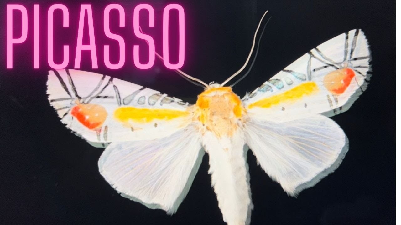 The Picasso Moth