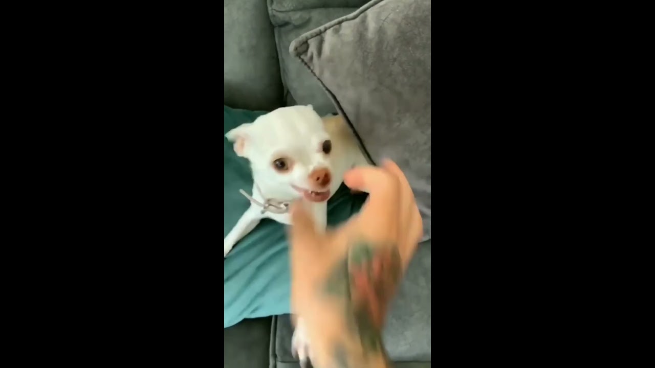  Angry Dog Barks Shorts Youtuber High Animal