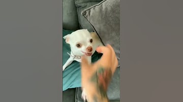 Thumbnail of 😡Angry dog barks🐈🐈 #dog #shorts #youtuber #high #animal