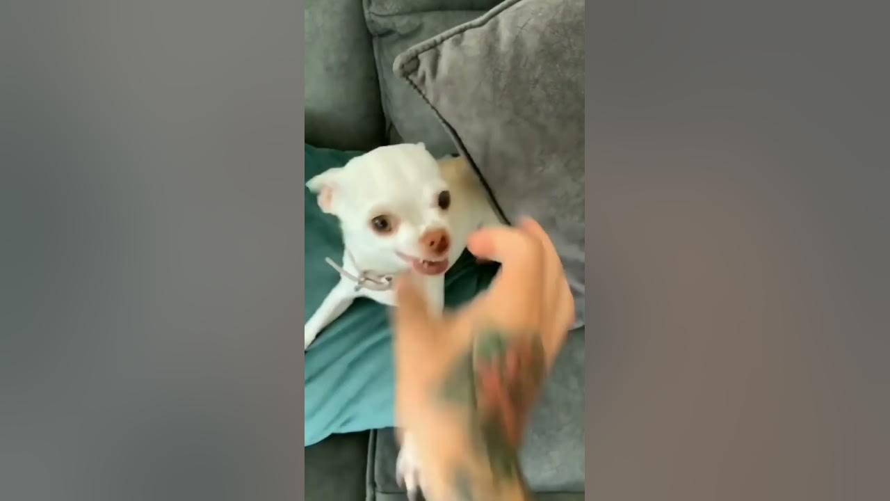 😡Angry dog barks🐈🐈
#dog #shorts #youtuber #high #animal