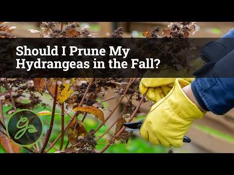 Should I Prune My Hydrangeas In The Fall?