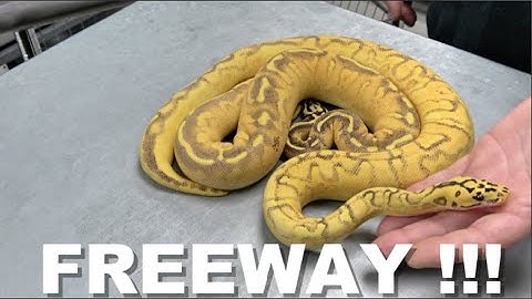"Featured Morph" !! Freeway Ball Python !!!