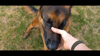 Disciplining your dog & why you are not successful in training your dog