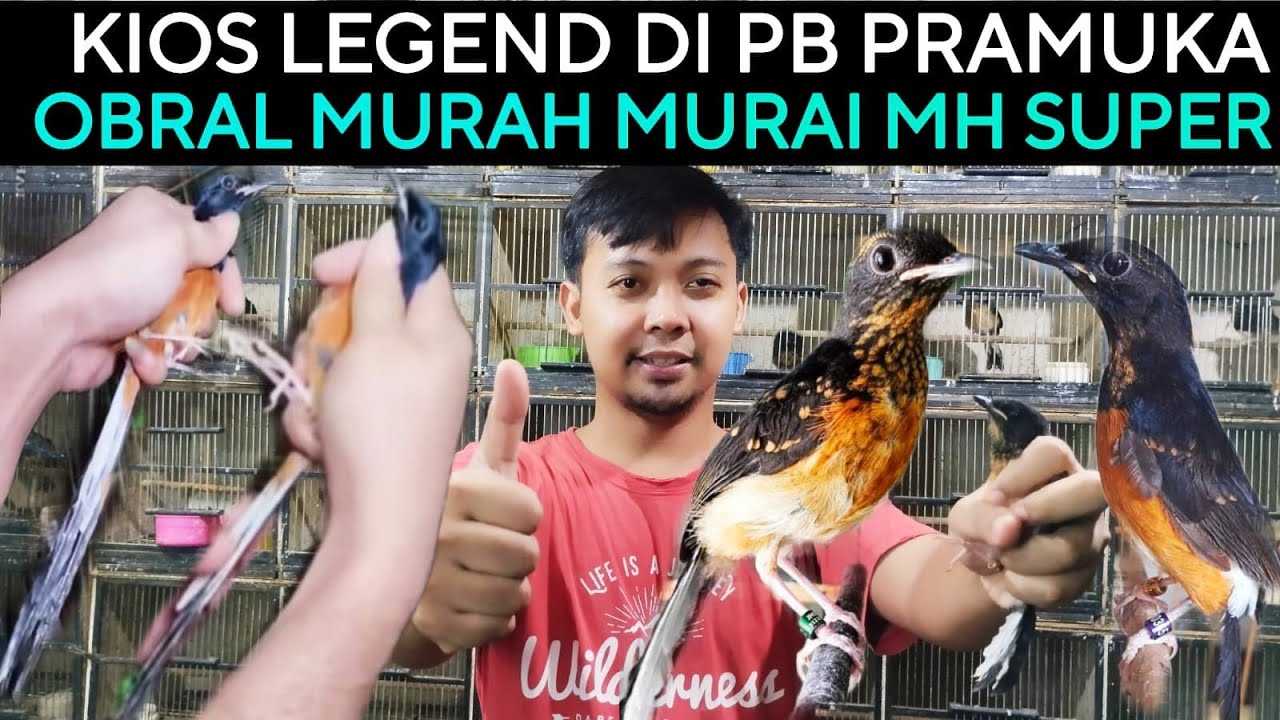🔥KIOS LEGEND HARI INI (OBRAL MURAH) MURAI BATU MH & TROTOL JANTAN DI PASAR BURUNG PRAMUKA HARI INI