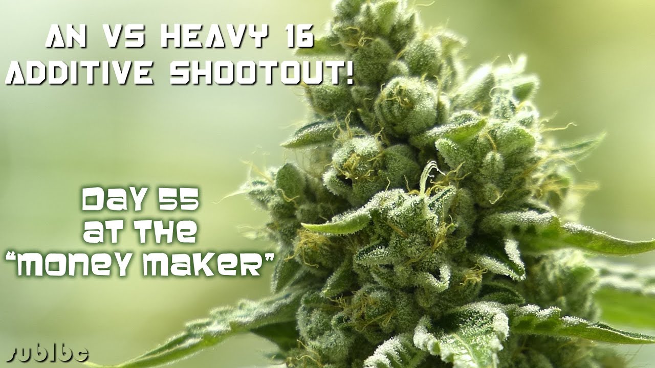 AN vs Heavy 16 Additive Shootout - Day 55 - Money Maker SFVOG