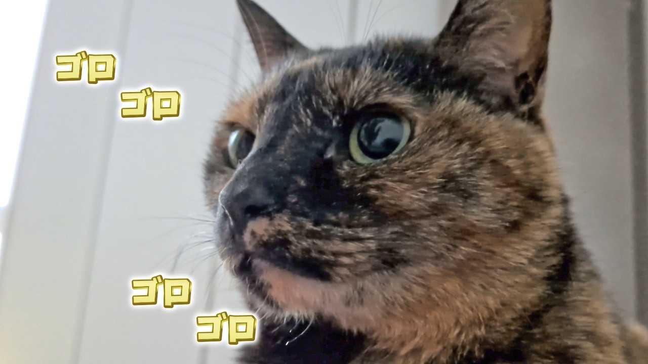 【サビ猫】朝起きるとだいたいコレ【ゴロゴロ音】