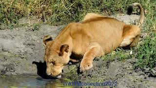 Thirsty lioness