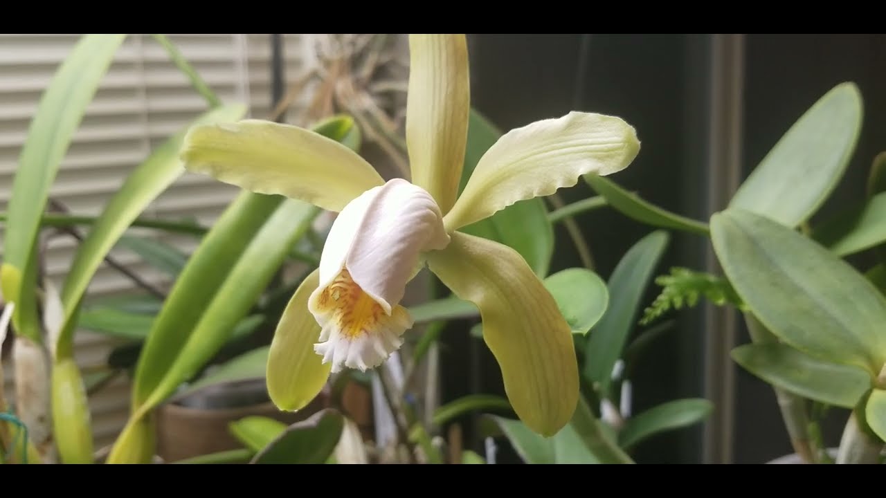 Cattleya forbesii Easy to Grow Bifoliate Cattleya Semihydro YouTube