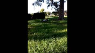 The Hunt for the gator